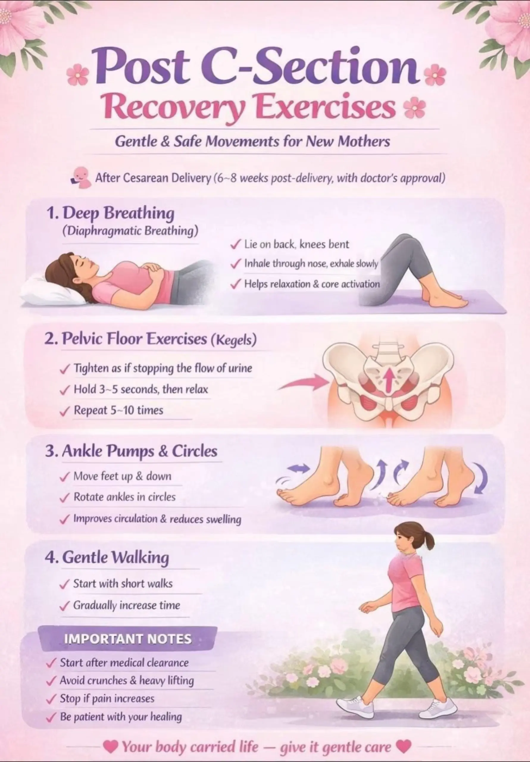 Pelvic Floor Anatomy Illustration